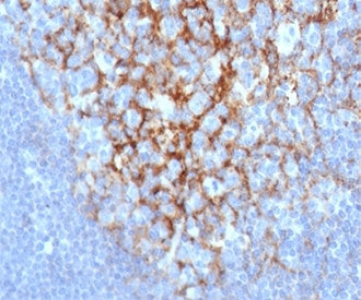 CD23 Antibody