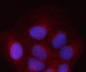 Immunofluorescent staining of FFPE human U-2 OS cells with PSMD2 antibody (red) and DAPI nuclear sta