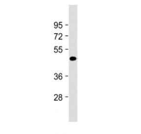 Western blot testing of Tenomodulin antibody at 1:2000 + mouse adipose tissue lysate. Predicted mole