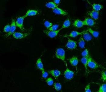 Immunofluorescent staining of FFPE human Caco-2 cells with Claudin 2 antibody (green) and DAPI nucle