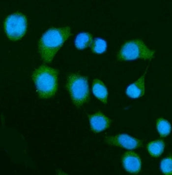 DAP-1 Antibody / Death-associated protein 1