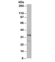Western blot testing of HeLa lysate with ARPC2 antibody at 0.2ug/ml. Predicted molecular weight: ~34