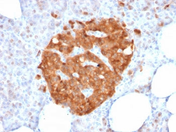 IHC testing of FFPE human pancreas with XAB1 antibody (clone GPN1/2350). Required HIER: boil section