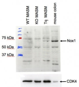 NOX1 Antibody