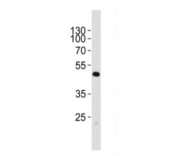Pax6 Antibody