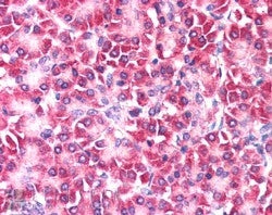 IHC testing of FFPE human pancreas with Ymer antibody at 5ug/ml. HIER: steamed with pH6 citrate buff