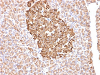 IHC staining of FFPE human pancreas with FTH1 antibody (clone FTH/2081). HIER: boil tissue sections 