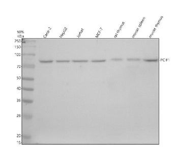 Western blot analysis of PCIF1 using anti-PCIF1 antibody. Electrophoresis was performed on a 10% SDS
