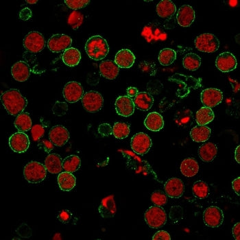 Immunofluorescent staining of human MOLT-4 cells with CD6 antibody (clone 3F7B5, green) and Reddot n