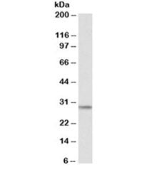 Western blot testing of NIH3T3 lysate with POMC antibody at 0.1ug/ml. Predicted molecular weight ~29