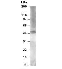 Western blot testing of HeLa lysate with BRF2 antibody at 1.5ug/ml. Predicted molecular weight: ~48 