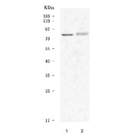 5-HT2C Receptor Antibody / HTR2C