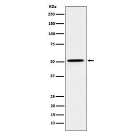 Western blot testing of human HepG2 cell lysate with HNF4 alpha antibody. Predicted molecular weight