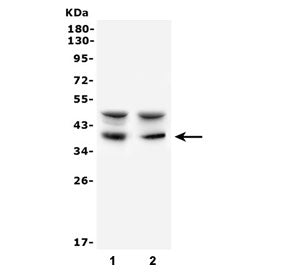 AIM2 Antibody