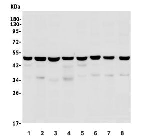 TSG101 Antibody