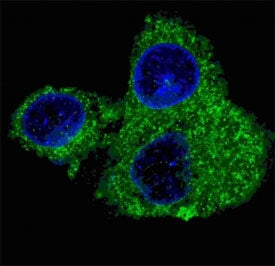 Fluorescent confocal image of HepG2 cells stained with Fatty Acid Synthase antibody. Alexa Fluor 488