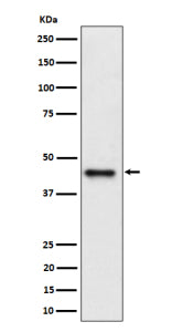 Western blot analysis of DAZAP1 expression in human Jurkat cell lysate using DAZAP1 antibody. Predic