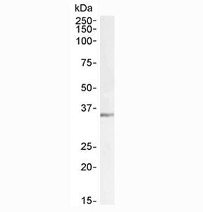 Western blot testing of mouse testis lysate with LDHC antibody at 1ug/ml. Predicted molecular weight