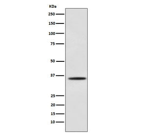 Western blot testing of mouse C2C12 cell lysate with MYOG antibody. Predicted molecular weight ~25 k