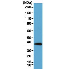 Western blot testing of human HeLa cell lysate with recombinant Synaptophysin antibody. Predicted mo