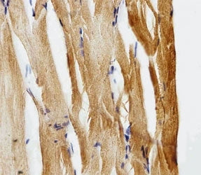 Zebrafish Gfap Antibody