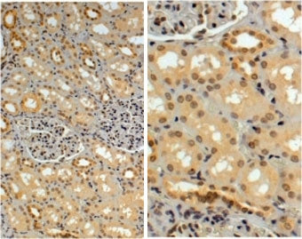 IHC testing of FFPE human kidney with TRIM8 antibody at 4ug/ml. HIER: steamed with pH6 citrate buffe
