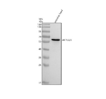 Western blot analysis of Akt1/2/3 protein using Akt antibody and zebrafish head tissue lysates. The 