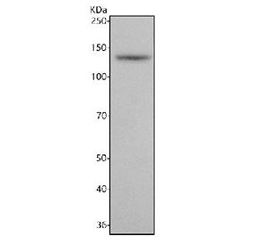 Western blot testing of rat brain tissue lysate with NRCAM antibody. Predicted molecular weight ~144