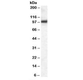 Western blot testing of mouse NIH3T3 lysate with GPR94 antibody at 0.03ug/ml. Predicted molecular we
