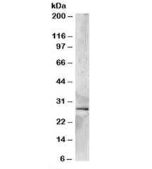 SYF2 Antibody