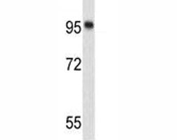 Western blot analysis of Nucleolin antibody and 293 lysate. Predicted molecular weight is 77 kDa, ob