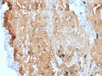 IHC staining of FFPE human uterus tissue with ZNF488 antibody (clone PCRP-ZNF488-2D8). HIER: boil ti