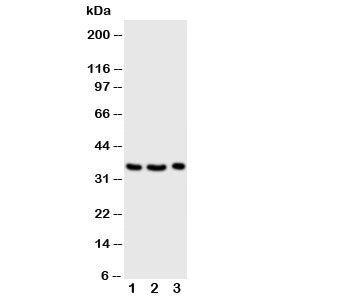 Granzyme A Antibody
