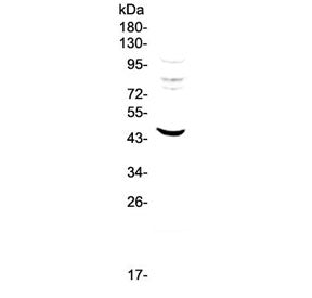 Western blot testing of human HepG2 cell lysate with MVD antibody at 0.5ug/ml. Predicted molecular w