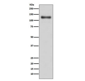 LAMP1 Antibody / CD107A