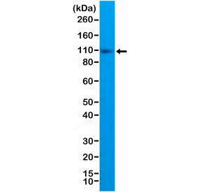 Western blot testing of human Raji cell lysate with recombinant CD10 antibody at 1:1:000. Routinely 