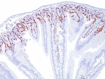 IHC: Formalin-fixed, paraffin-embedded mouse intestine stained with anti-Bromodeoxyuridine antibody 