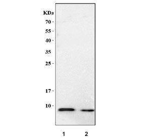 Ccl7 Antibody / Mcp3