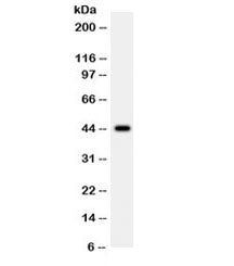 WNT2B Antibody