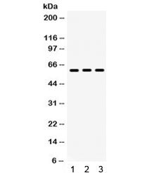 Lumican Antibody / LUM