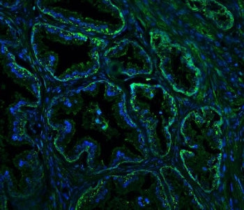 RTN4 Antibody / Reticulon 4 / Nogo A