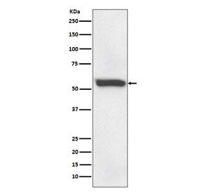 Western blot testing of human fetal liver with 58K Golgi protein antibody. Predicted molecular weigh
