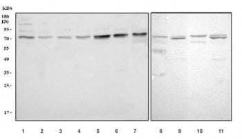 Western blot testing of 1) human HEK293, 2) HeLa, 3) rat kidney and 4) mouse kidney lysate with GRB1