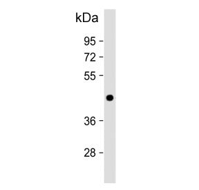 ADIPOR1 Antibody / Adiponectin receptor 1