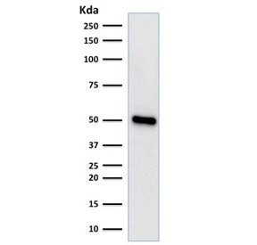 FOXA1 Antibody