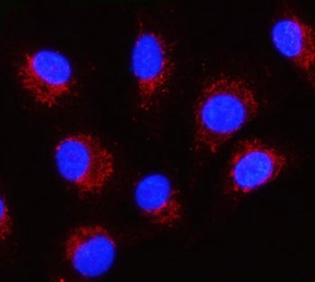 Immunofluorescent staining of FFPE human A549 cells with Serpin B8 antibody (red) and DAPI nuclear s