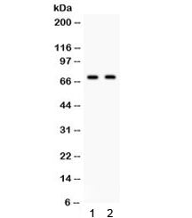 Frizzled 1 Antibody / FZD1