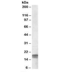 Western blot testing of human cerebellum lysate with SDHAF1 antibody at 0.3ug/ml. Predicted molecula