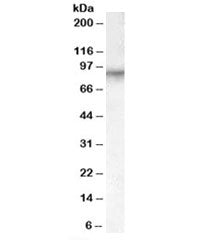 Western blot testing of human placenta lysate with Factor XIIIa antibody at 0.1ug/ml. Predicted mole