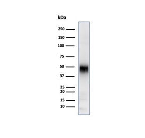 CD2 Antibody